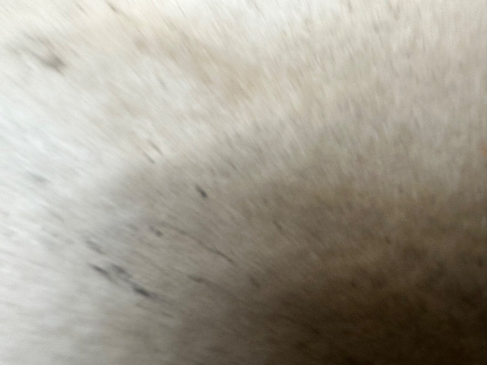 52107555 Clutch Release Fork Jeep Wrangler YJ TJ JK XJ ZJ KJ KK 93-18 Cherokee