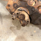 76-79 Jeep CJ CJ5 CJ7 Wagoneer OEM Dana 20 Transfer Case D20 Tcase OEM Factory