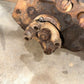 76-79 Jeep CJ CJ5 CJ7 Wagoneer OEM Dana 20 Transfer Case D20 Tcase OEM Factory